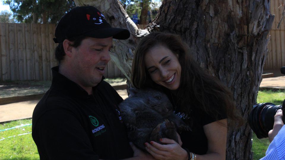 NEW FRIEND: Mihaela Buzarnescu mets a wombat at Bonorong Wildlife Sanctuary. Picture: Joe Turmine
